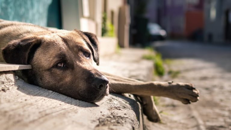 Dezembro Verde 2025 – mês de combate ao abandono de animais