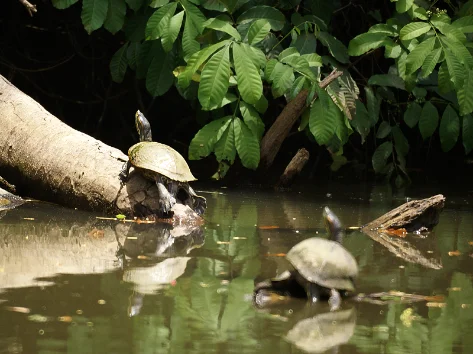 Ibama é condenado a indenizar pela morte de 1.480 tartarugas da Amazônia durante transporte a criadouro